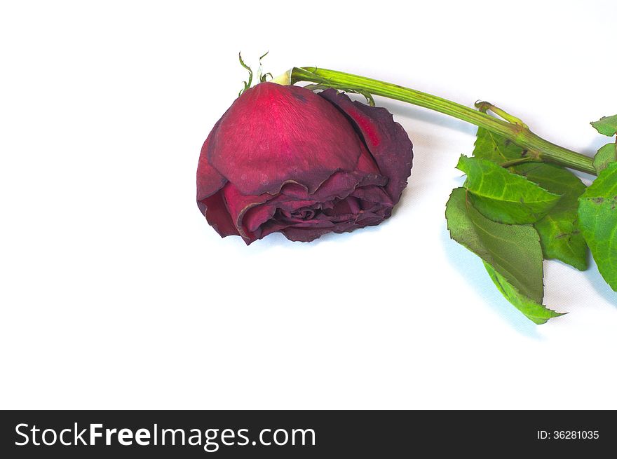 Faded Rose Hung Her Head