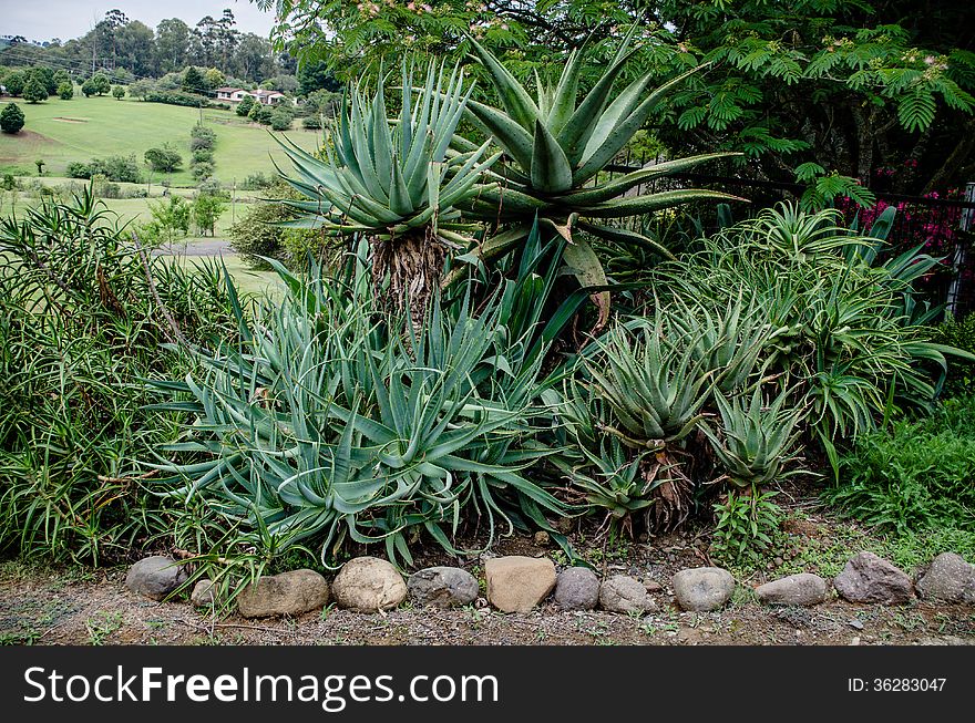 Aloe Vera Bush in the nature. Aloe Vera Bush in the nature