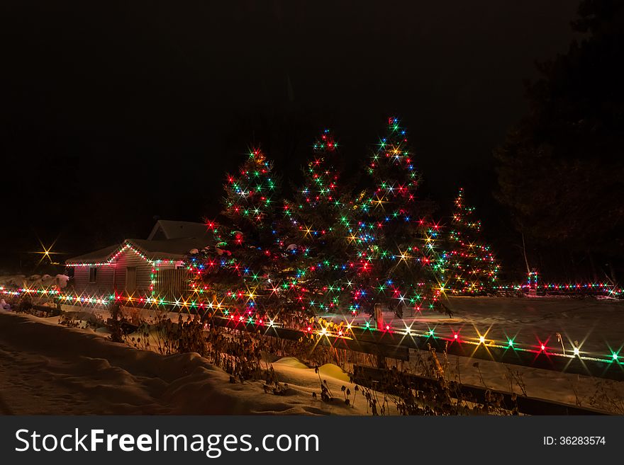 Christmas trees decorated with lights