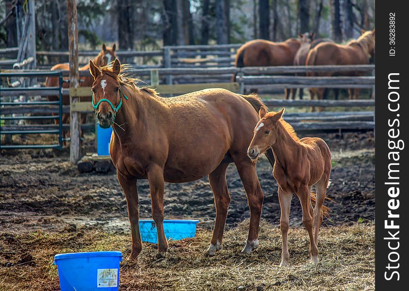 Horse and colt in the corral
