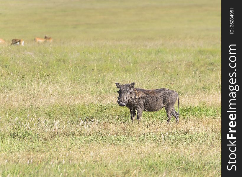 A male warthog patrolling its ground on the Masai Mara in Kenya.