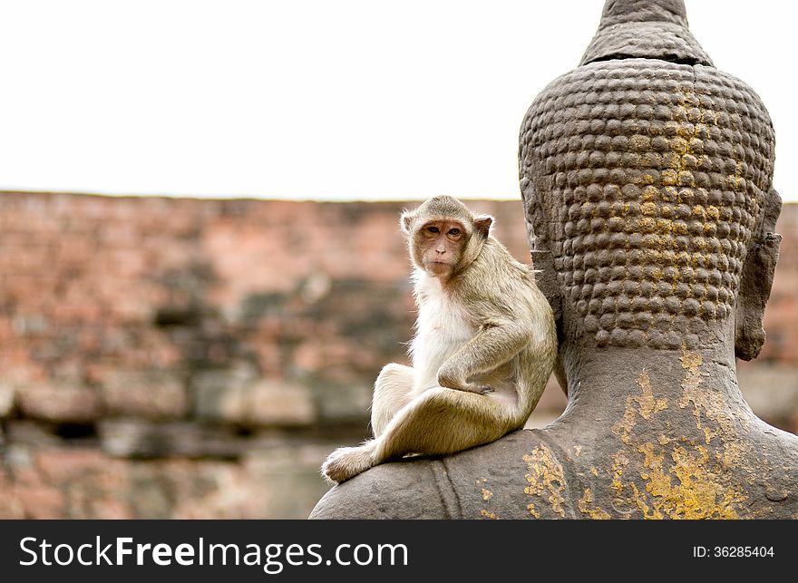 Monkey with Buddha statue in Thailand