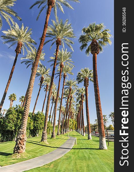 Tall rows of palm trees line a walking path. Tall rows of palm trees line a walking path