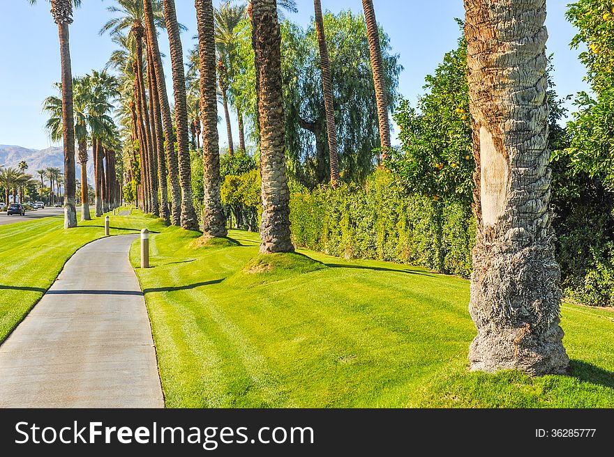 Palm trees line a walking path with sky