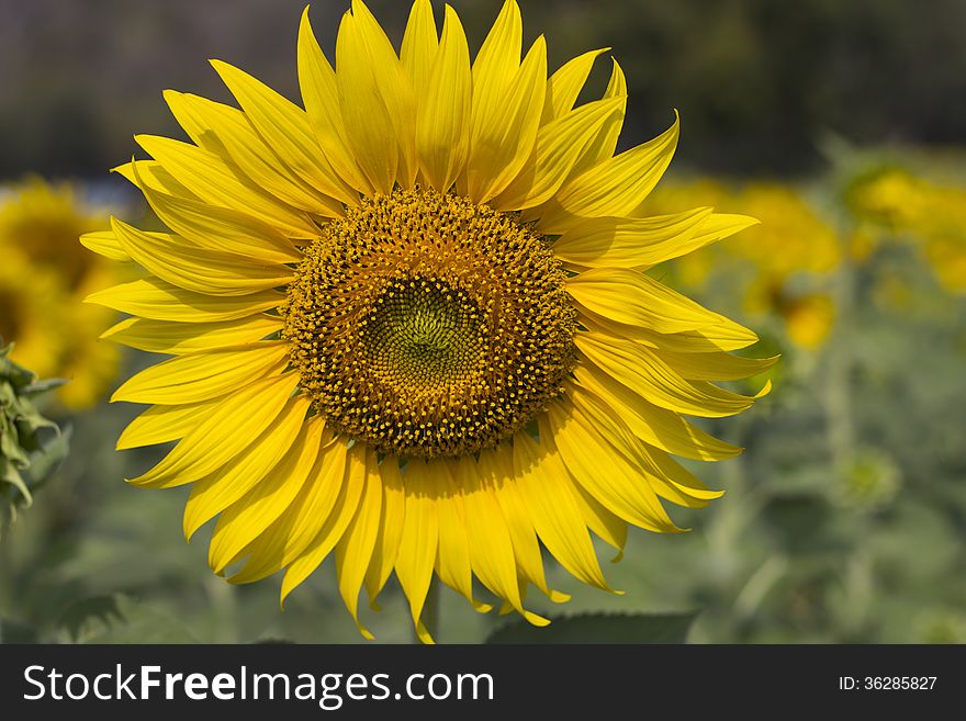 Yellow sunflower in the field