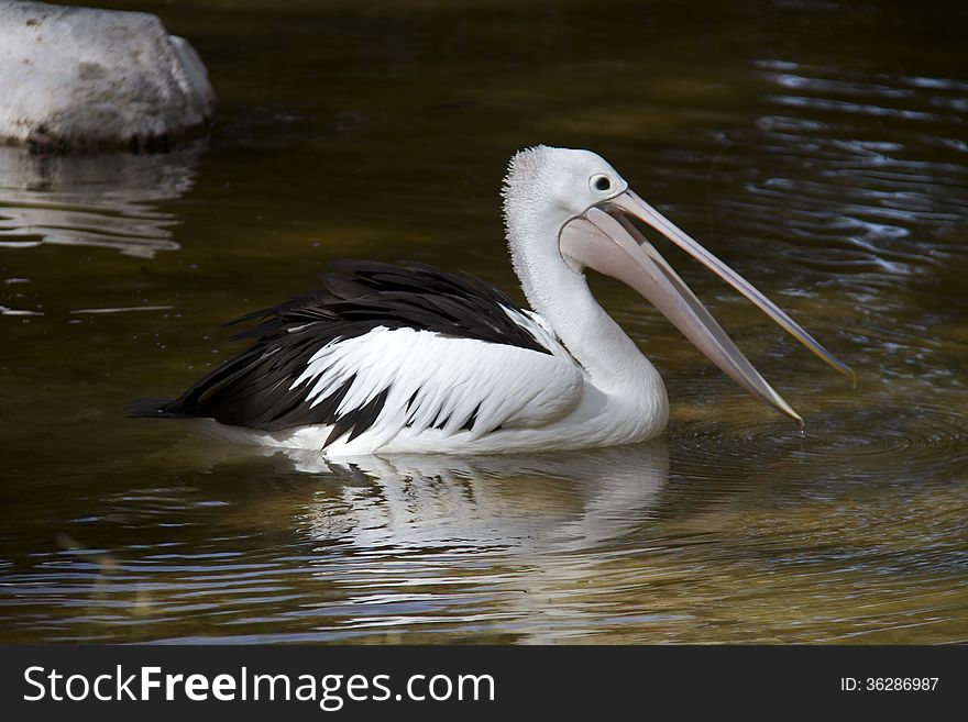 Wild Pelican in pond swimming