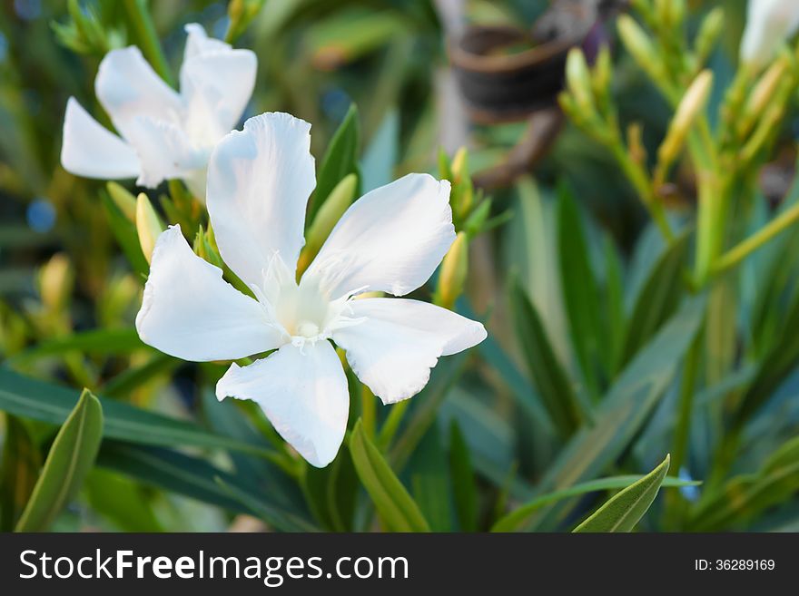 Flowers of beautiful white oleander