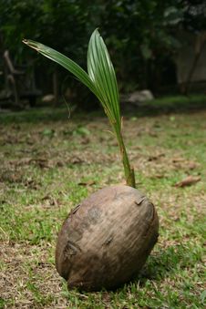 Coconut Shoots Stock Photos Coconut Shoots Stock Photos