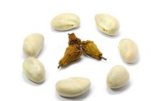Jackfruit Seeds And The Dry Seeds Royalty Free Stock Photos