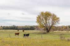 Cows Standing In The Pasture Stock Photos Cows Standing In The Pasture Stock Photos