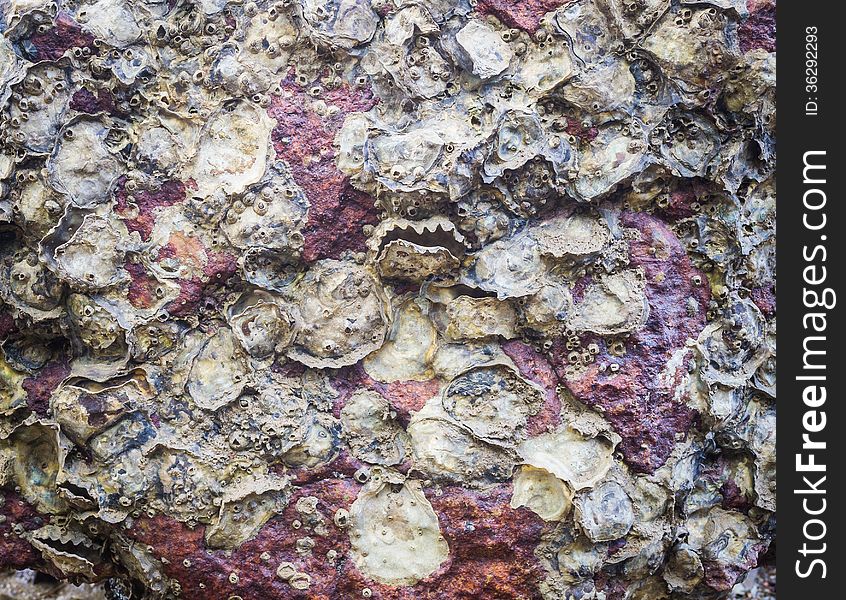 Texture of oyster on the rock