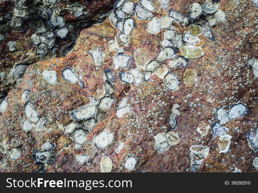 Sea oyster, acorn barnacle and planaxis on the rock. Sea oyster, acorn barnacle and planaxis on the rock
