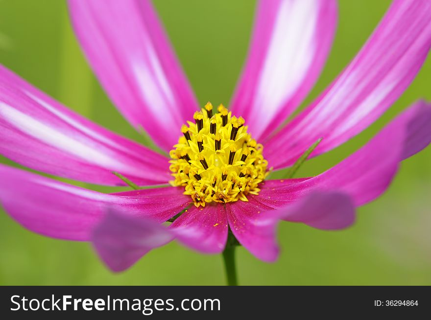 A cosmos is in full bloom.