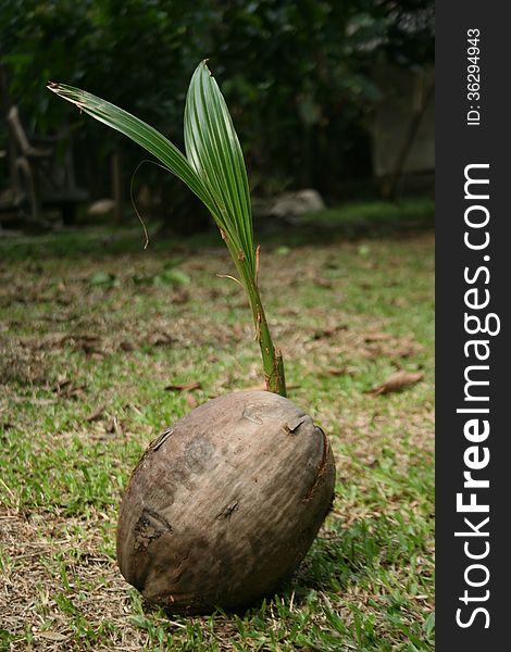 Coconut shoots that grow on an old coconut