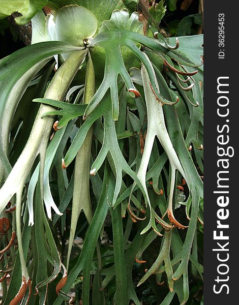 Tanduk Rusa Flower  Platycerium Coronarium