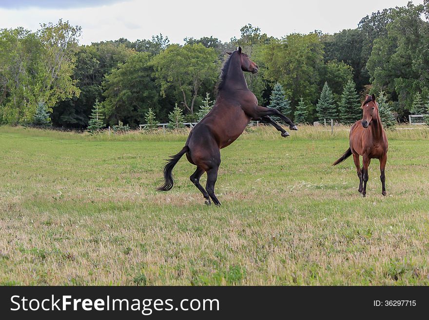 Brown horse standing on its hind legs in the pasture with another horse looking on,on a warm summer day. Brown horse standing on its hind legs in the pasture with another horse looking on,on a warm summer day