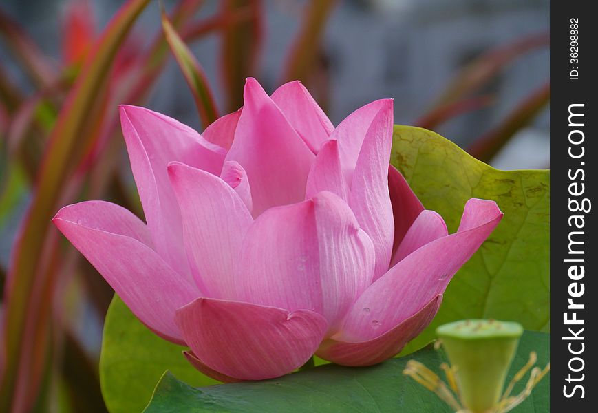 A pink flowering water lily in Thailand