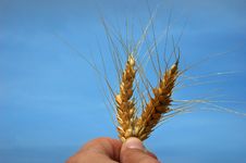 Grain And Sky Stock Image Grain And Sky Stock Image
