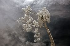 Infrared Photo Royalty Free Stock Image Infrared Photo Royalty Free Stock Image