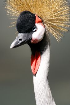 African Black Crowned Crane Royalty Free Stock Image