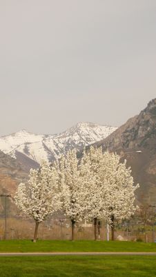 Trees And Mountain Range Royalty Free Stock Images Trees And Mountain Range Royalty Free Stock Images
