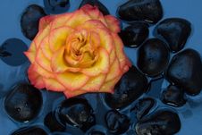 Rose In Black Pebbles. Stock Photography