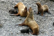 Sea-lion, She Seal And Puppy Stock Photos