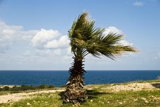 Palm In The Wind - On The Sea Stock Photos Palm In The Wind - On The Sea Stock Photos