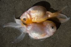 Dead Fish 01 Royalty Free Stock Image Dead Fish 01 Royalty Free Stock Image