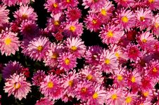 Pink Chrysanthemums Stock Images Pink Chrysanthemums Stock Images