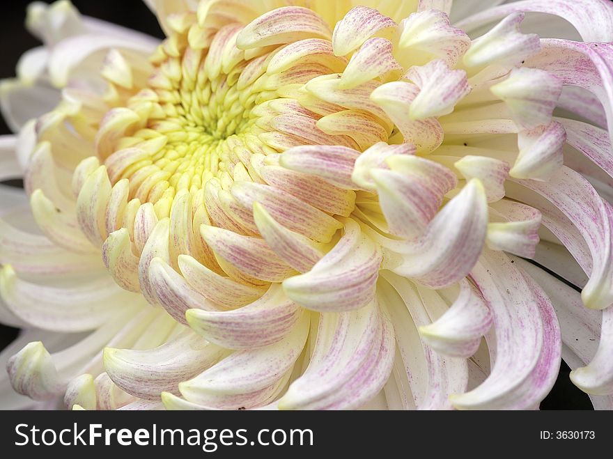 White Chinese Chrysanthemum