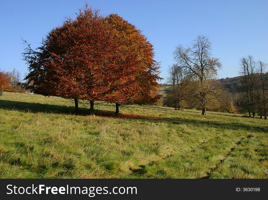 A trio of trees turning to rich colours in the fall. A trio of trees turning to rich colours in the fall