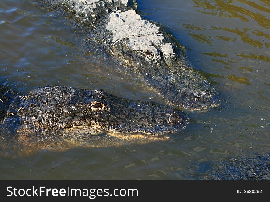 Alligator in a park in Florida State