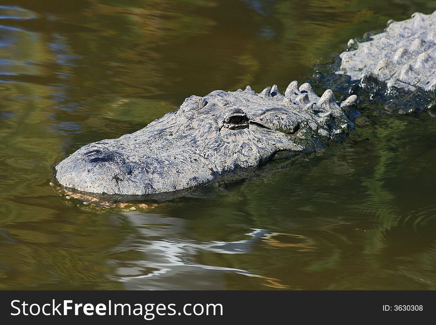 Alligator in a park