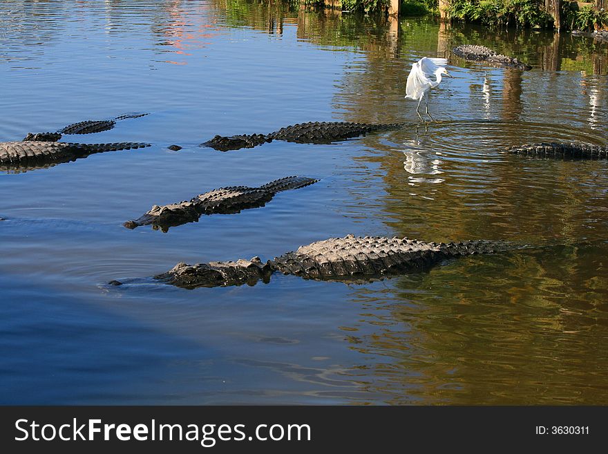 Alligator In A Park