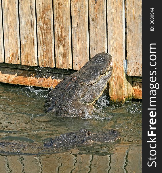 Alligator in a park in Florida State