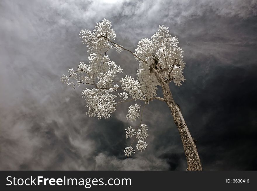 Infrared photo â€“ tree, skies and plant in the parks