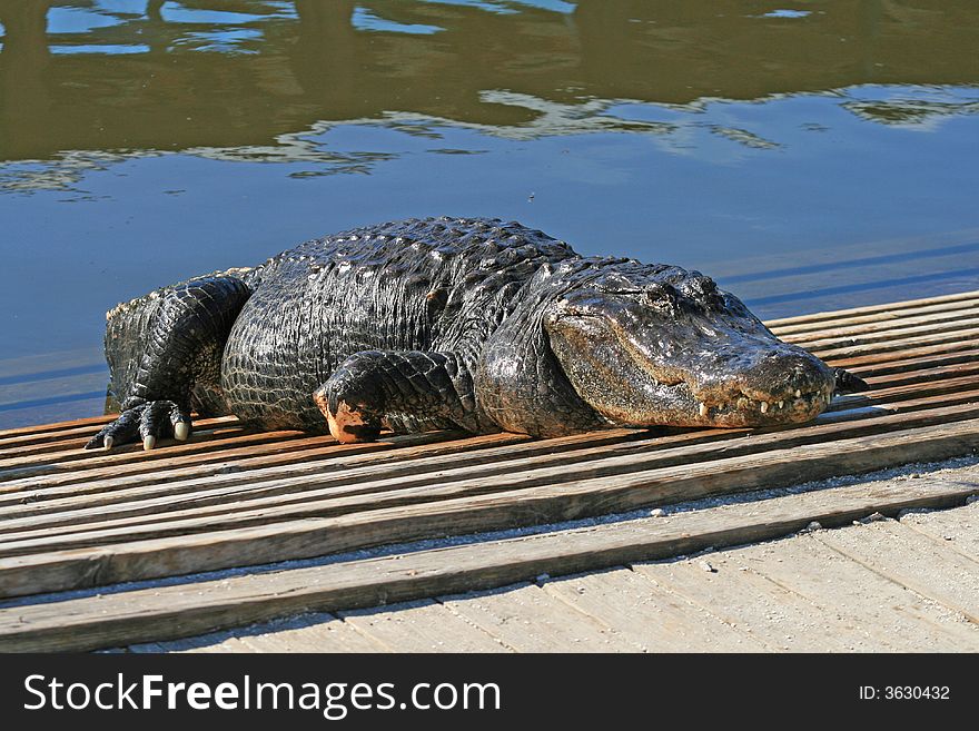 Alligator In A Park