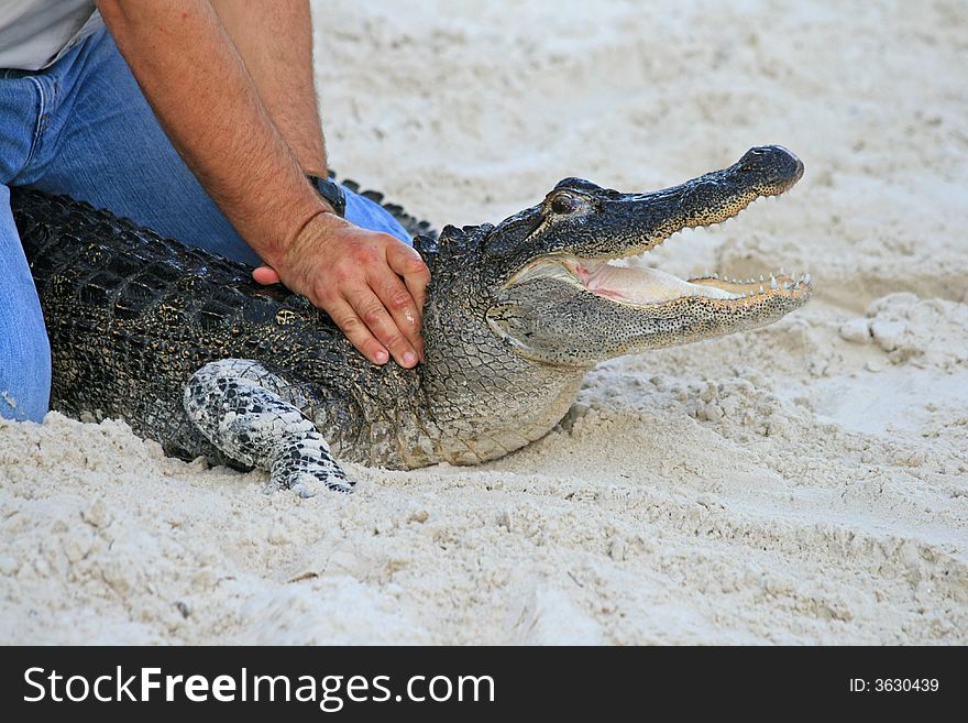 Alligator In A Park