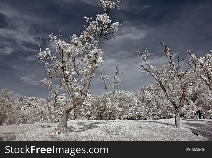 Infrared photo â€“ tree, skies and flower in the parks