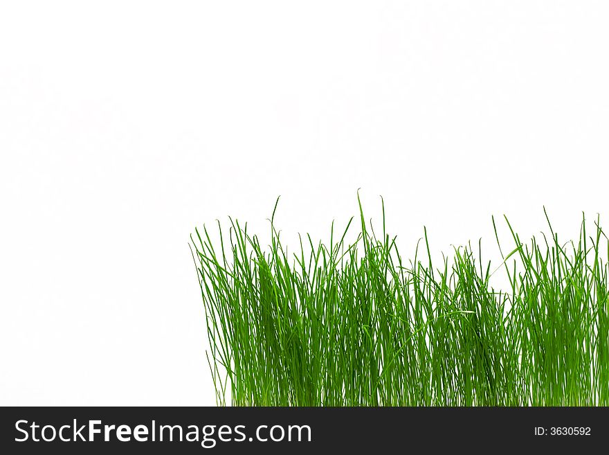 An image of green fresh grass