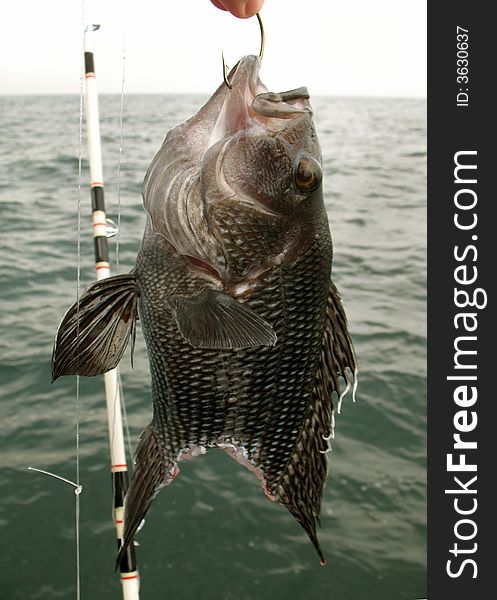 Photo of black seabass caught off the coast of Ocean City Maryland on a headboat.  This fish lost its tail to a hungry bluefish as it was being reeled in.  Bluefish can chop through anything with their sharp teeth. Photo of black seabass caught off the coast of Ocean City Maryland on a headboat.  This fish lost its tail to a hungry bluefish as it was being reeled in.  Bluefish can chop through anything with their sharp teeth.