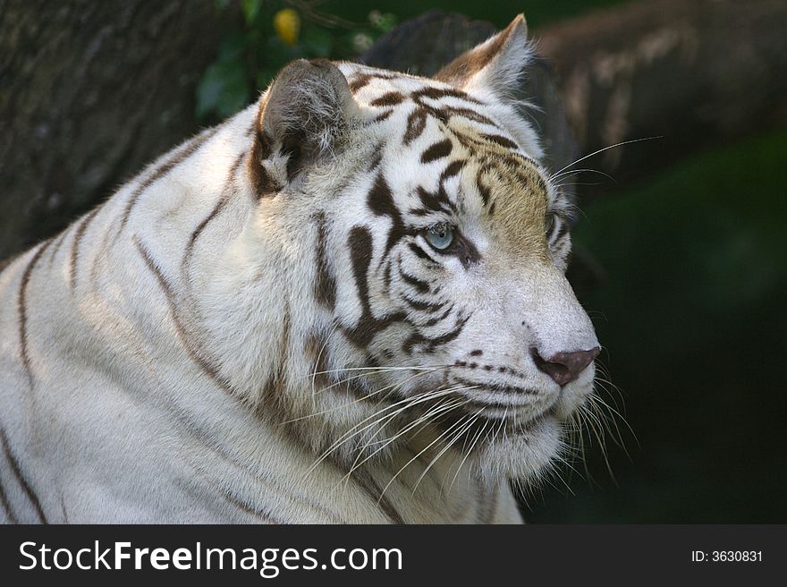 A white Tiger having a rest