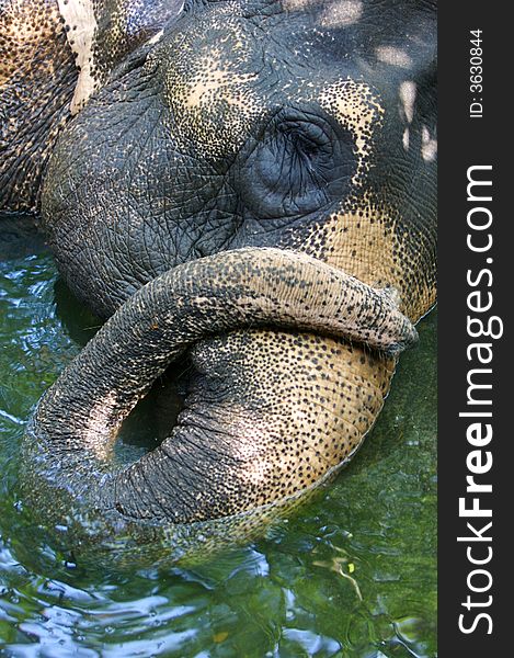 An Asian Elephant taking a bath