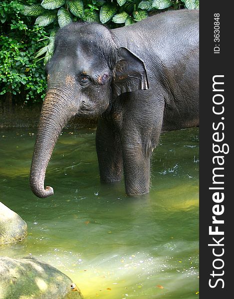 An Asian Elephant taking a bath