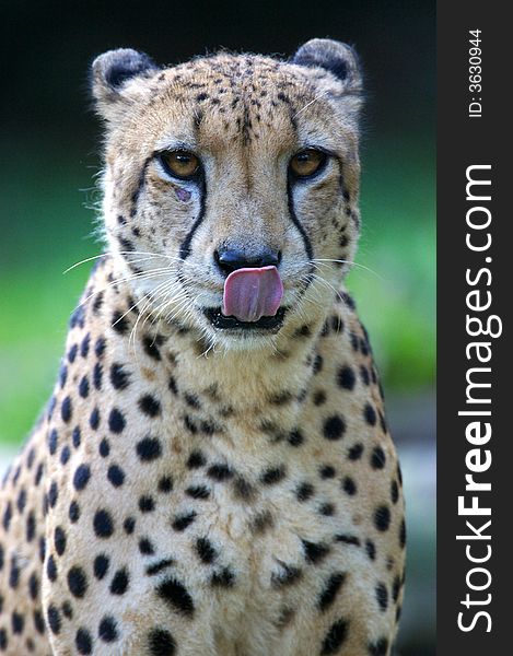 A King Cheetah having a drink