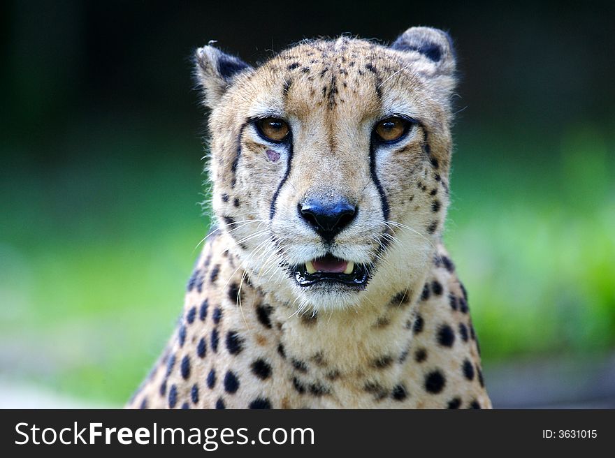 A King Cheetah on alert