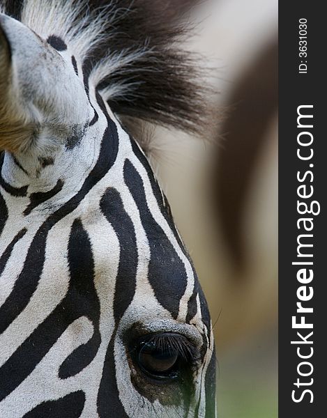 A close up photo of a zebra. A close up photo of a zebra
