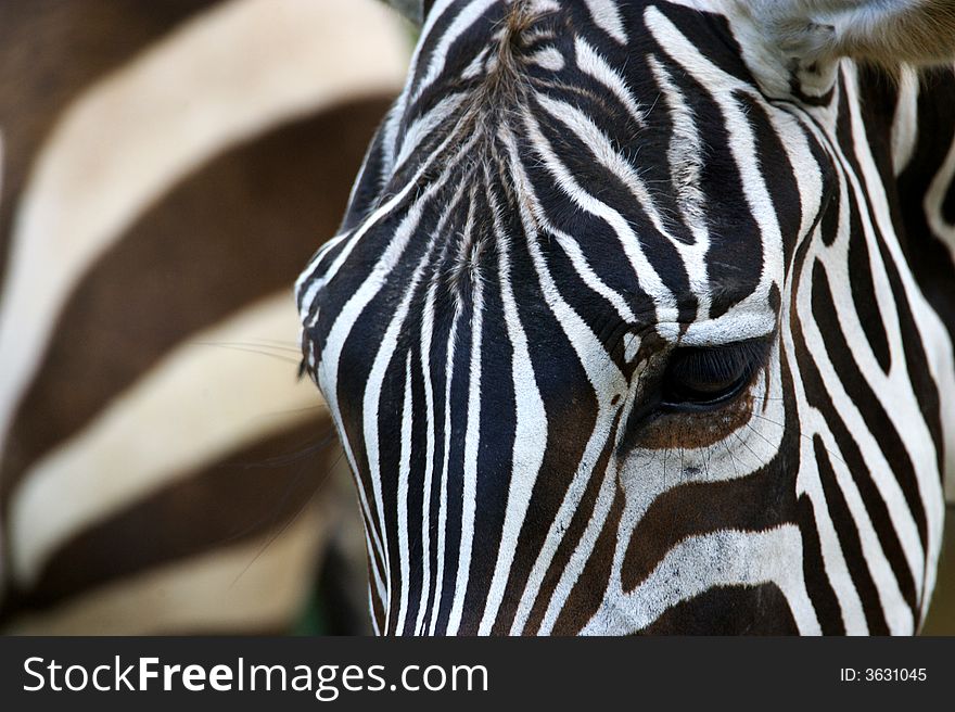 A close up photo of a zebra. A close up photo of a zebra