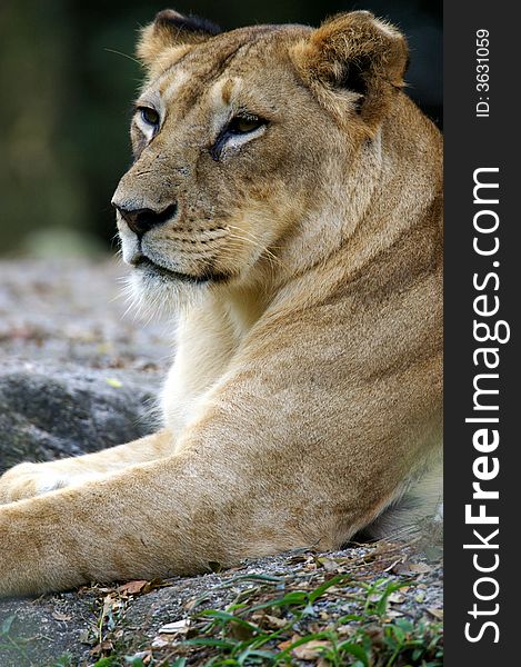 An African Lioness sitting and relaxing